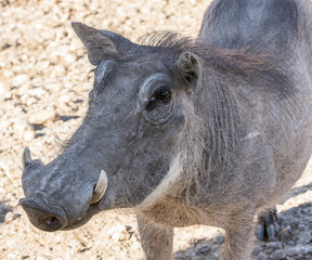 Africa, Namibia, Okapuka Ranch. Portrait of warthog.