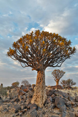 Quiver trees landscape, Namibia