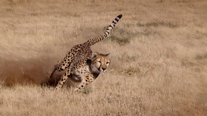 Namibia. Cheetah running at the Cheetah Conservation Foundation.