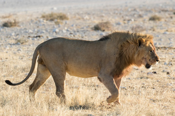 Male Lion near waterhole Etosha National Park, Namibia