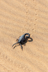 Africa, Namibia, Swakopmund, Black scorpion, Parabothus sp. Black scorpion moving across the sand.