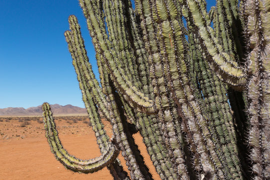 Namibia. Giant Spurge, euphorbia virosa, grows in the red sand desert.