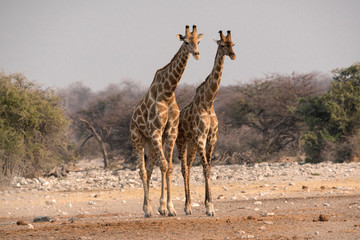 Two giraffes (Giraffa camelopardalis angiogenesis) walk towards the Chudob waterhole, Etosha National Park, Namibia, Africa.