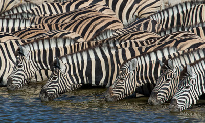Fototapeta na wymiar Zebras lined up drinking at waterhole, Etosha National Park