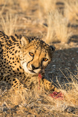 Africa, Namibia, Keetmanshoop, Cheetah at the Quiver tree Forest Rest Camp