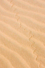 Fototapeta na wymiar Africa, Northwestern Namibia, Kaokoveld. Reptile pattern on a sand dune.
