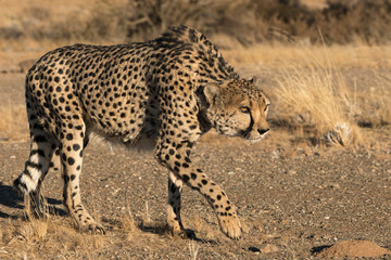 Fototapeta na wymiar Africa, Namibia. A captive Cheetah, Acinonyx jubatas, in stalking posture. Keetmanshoop