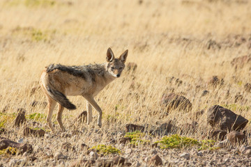 Africa, Namibia, Damaraland, Palwag Concession. Black-backed jackal.