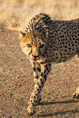 Africa, Namibia, Keetmanshoop, Cheetah at the Quiver tree Forest Rest Camp
