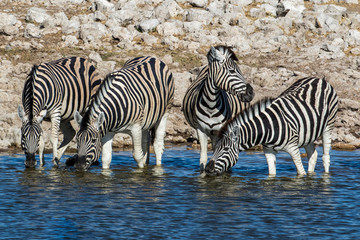 Obraz na płótnie Canvas Africa, Namibia, Etosha National Park. Zebras at the watering hole