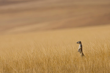 Obraz na płótnie Canvas Hoarusib Valley, Namibia. Africa. A Meerkat stands tall in the prairie grass.