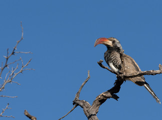 Monteiro's Hornbill, Tockus monteiri, Central Namibia