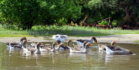  flock of geese swimming in the lake