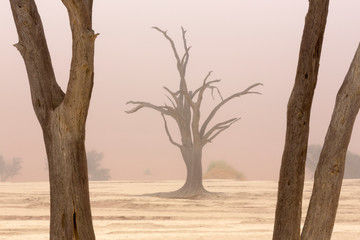 Africa, Namibia, Namib-Naukluft Park, Deadvlei. Dead camelthorn trees in fog.