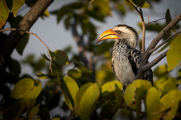 Etosha National Park, Namibia, Africa. Yellow-billed hornbill perched in a tree.