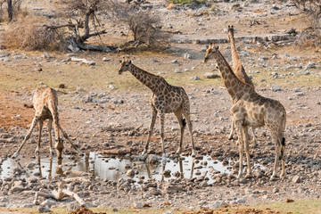 Naklejka na ściany i meble Giraffe in Etosha National Park. Oshikoto Region, Namibia.