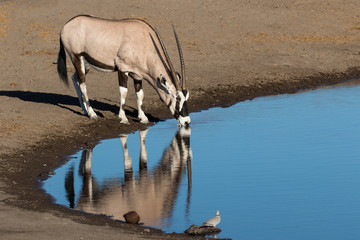 Oryx reflection in waterhole, Etosha National Park
