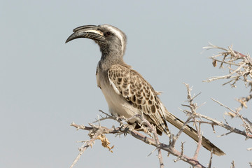 Africa, Namibia, Etosha National Park. African grey hornbill perched on camelthorn branch.