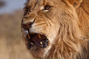 Africa, Namibia. Male lion, Namibia. Credit as: Jim Zuckerman / Jaynes Gallery / DanitaDelimont.com