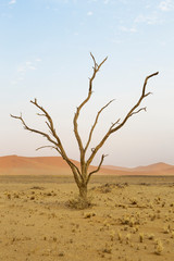 Africa, Namibia, Namib Desert, Namib-Naukluft National Park, Sossusvlei. Dead camel thorn tree with red dunes in the background.