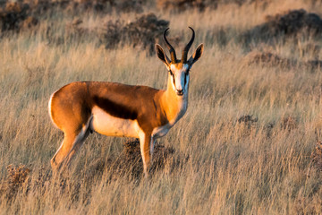 Africa, Namibia, Etosha National Park. Springbok