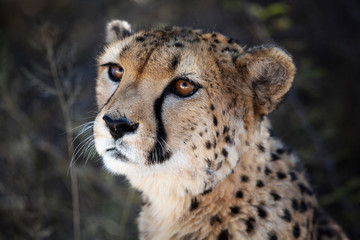 Namibia. Close-up of a cheetah.