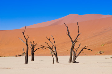 Fototapeta na wymiar Dead Vlei, Sossusvlei, Namib Desert, Namib Naukluft Park, Namibia.