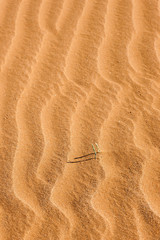 Africa, Namibia, Namib Desert, Namib-Naukluft National Park, Sossusvlei. Grasses taking root in the sand.