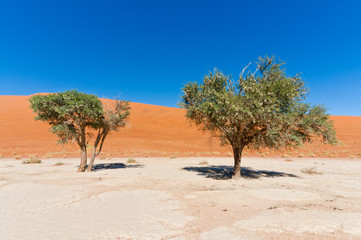Dead Vlei, Sossusvlei, Namib Desert, Namib Naukluft Park, Namibia.