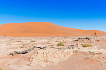 Fototapeta premium Dead Vlei, Sossusvlei, Namib Desert, Namib Naukluft Park, Namibia.