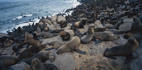 Namibia, Cape Cross, Colony of Cape Fur Seal