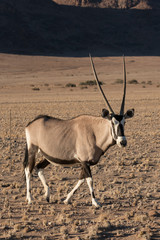 Namibia. A pregnant female Oryx, Oryx gazella, walks while cautiously watching observers.
