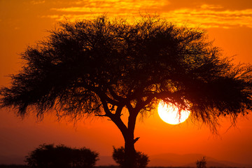Etosha National Park, West Entrance, Namibia, Africa. Iconic view of an Acacia tree at sunset.
