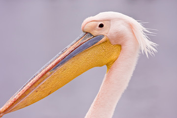 Walvis Bay, Namibia. Head shot of Eastern White Pelican.
