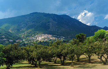 orchard fields and Cervione village in Corsica island