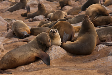 Seal colony, Cape Cross near Swakopmund, Namibia