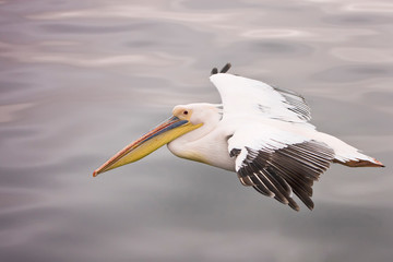 Fototapeta na wymiar Walvis Bay, Namibia. Eastern White Pelican in flight over smooth water.