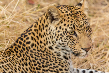 Fototapeta na wymiar Africa, South Africa, Ngala Private Game Reserve. Close-up of adult leopard. 