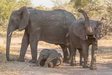 Africa, South Africa, Ngala Private Game Reserve. Elephants in shade. 