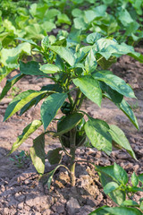Green sweet pepper grows in the garden. The cultivation of sweet pepper