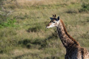Obraz na płótnie Canvas South Africa, Eastern Cape, East London. Inkwenkwezi Game Reserve. Giraffe (Wild, Giraffa camelopardalis) in grassland habitat.