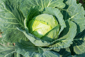 Obraz premium white cabbage growing in the garden in Sunny weather