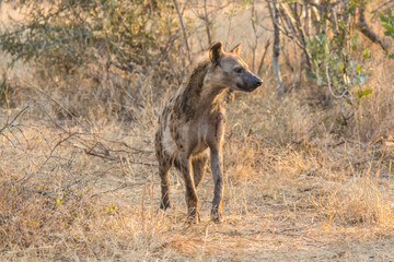 Africa, South Africa, Ngala Private Game Reserve. Hyena in brush. 
