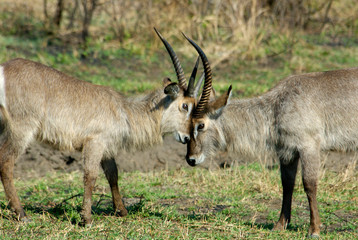 Africa, South Africa, KwaZulu Natal, waterbuck in Hluhluwe Umfolozi National Park 