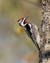 Yellow-bellied Sapsucker (Sphyrapicus varius)