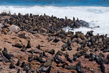 Seal colony at Cape Cross on Skeleton Coast of South Atlantic Ocean, Erongo Region, Namibia