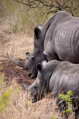 Obraz premium Africa, South Africa, KwaZulu Natal, Hluhluwe, White rhino in Zulu Nyala Game Reserve (mother and son) 