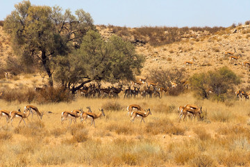 Fototapeta na wymiar Springboks, Kgalagadi Transfrontier Park, South Africa