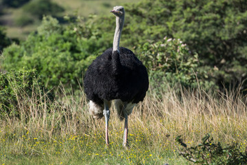 South Africa, Eastern Cape, East London. Inkwenkwezi Game Reserve. Ostrich (Struthio camelus), male in grassland habitat.