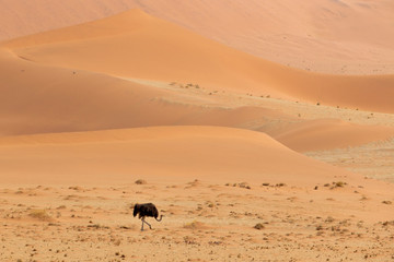 Africa, Namibia, Namib Desert, Namib-Naukluft National Park, Sossusvlei, common ostrich, (Struthio camelus). Female ostrich walking in the desert near the red dunes.